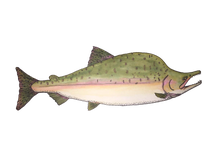 Load image into Gallery viewer, Pink Salmon Sticker