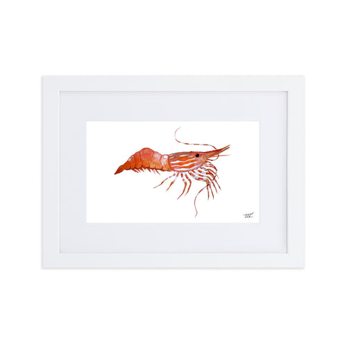 Framed Spot Shrimp Print