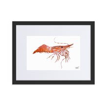 Load image into Gallery viewer, Framed Spot Shrimp Print