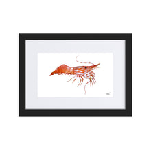 Load image into Gallery viewer, Framed Spot Shrimp Print