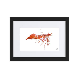 Framed Spot Shrimp Print