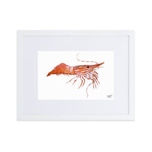 Load image into Gallery viewer, Framed Spot Shrimp Print